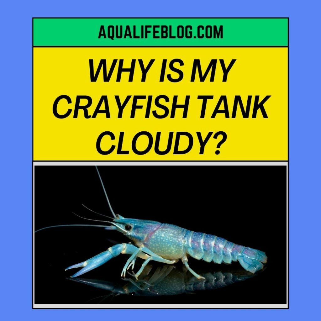 Why Is My Crayfish Tank Cloudy