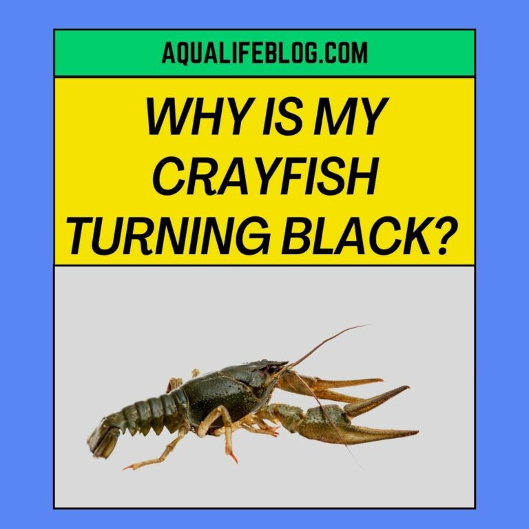Why Is My Crayfish Turning Black? ( 3 possible causes)