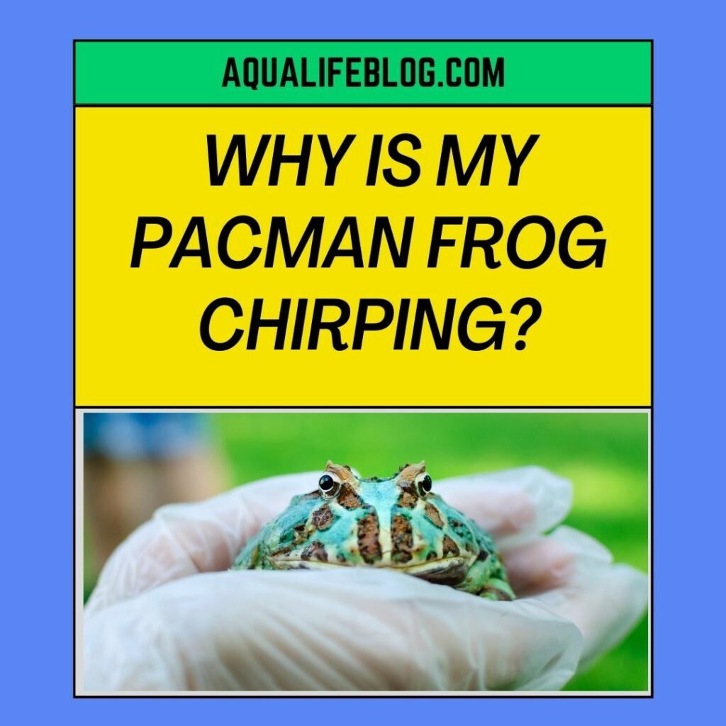 Why Is My Pacman Frog Chirping