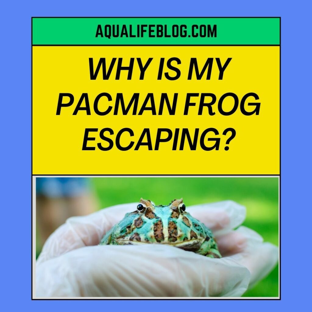 Pacman Frog Trying To Escape