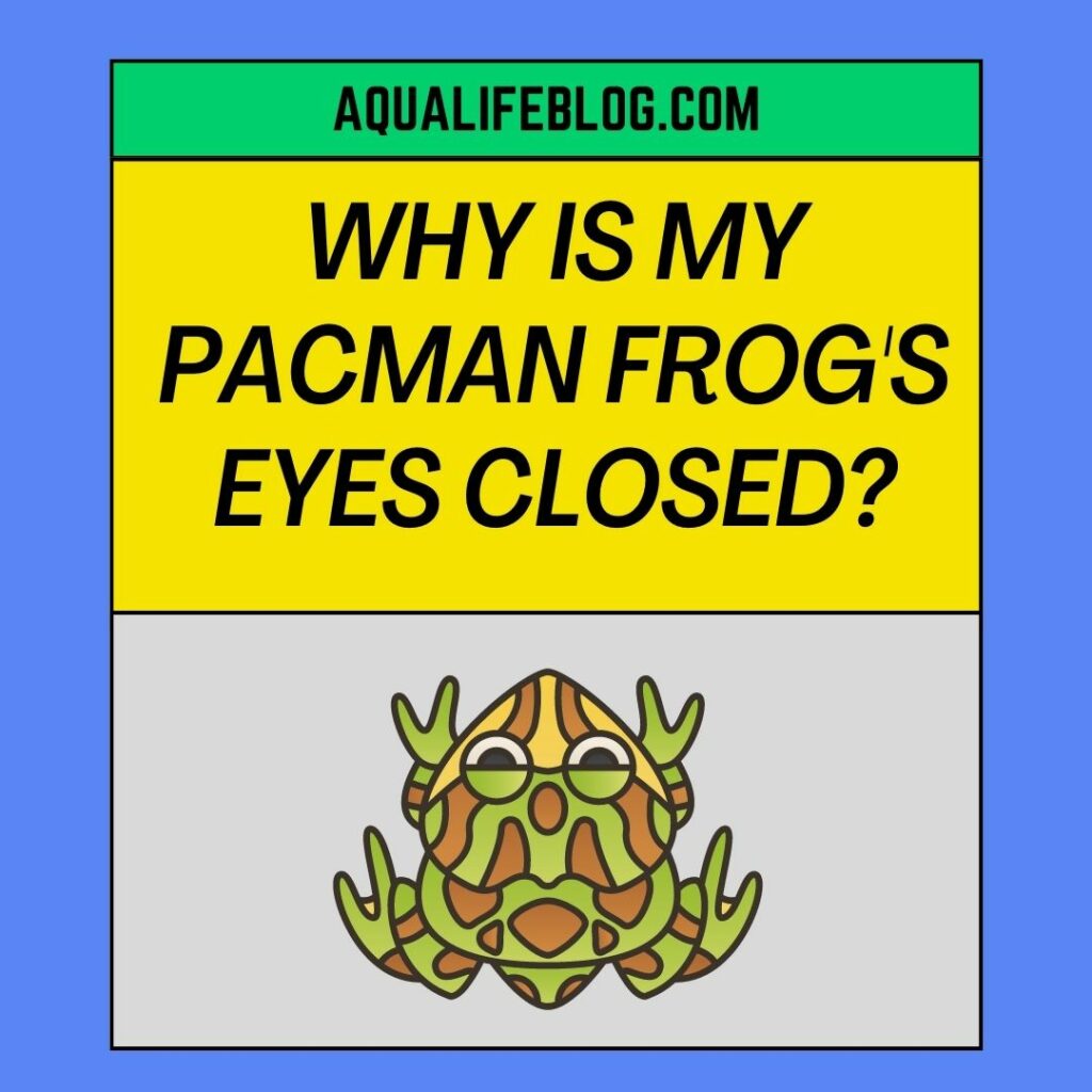 Why Are My Pacman Frog's Eyes Closed