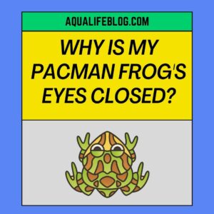 Why Are My Pacman Frog's Eyes Closed