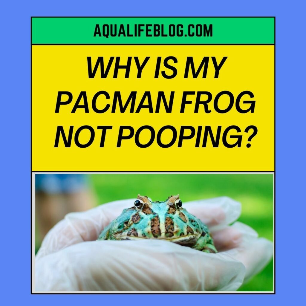 Why Is My Pacman Frog Not Pooping
