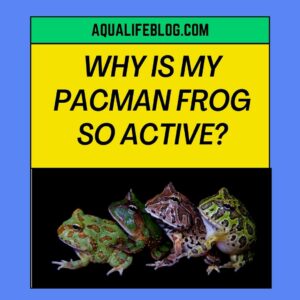 Why Is My Pacman Frog So Active