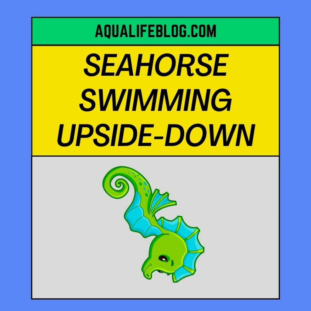 Seahorse Swimming Upside-down
