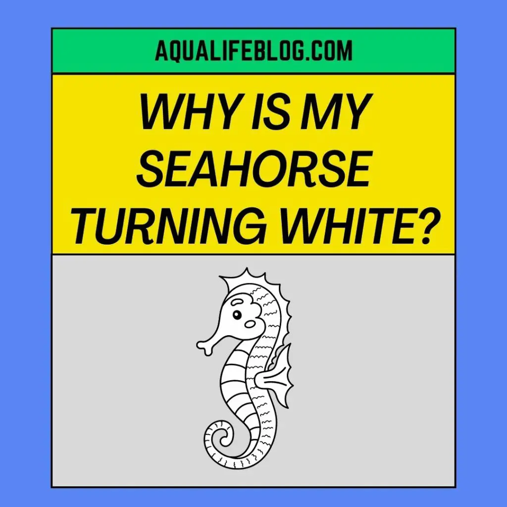 My Seahorse Turning White