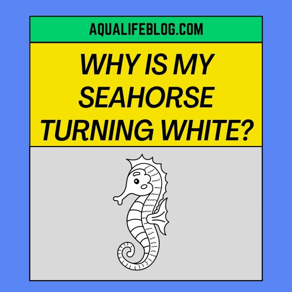 My Seahorse Turning White