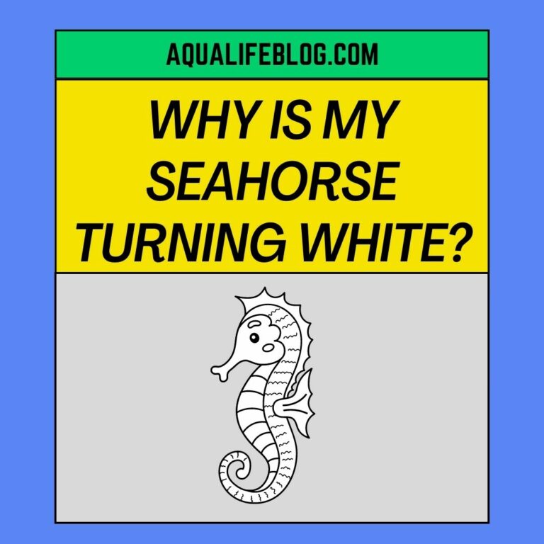 Why Is My Seahorse Turning White? (reasons explained)