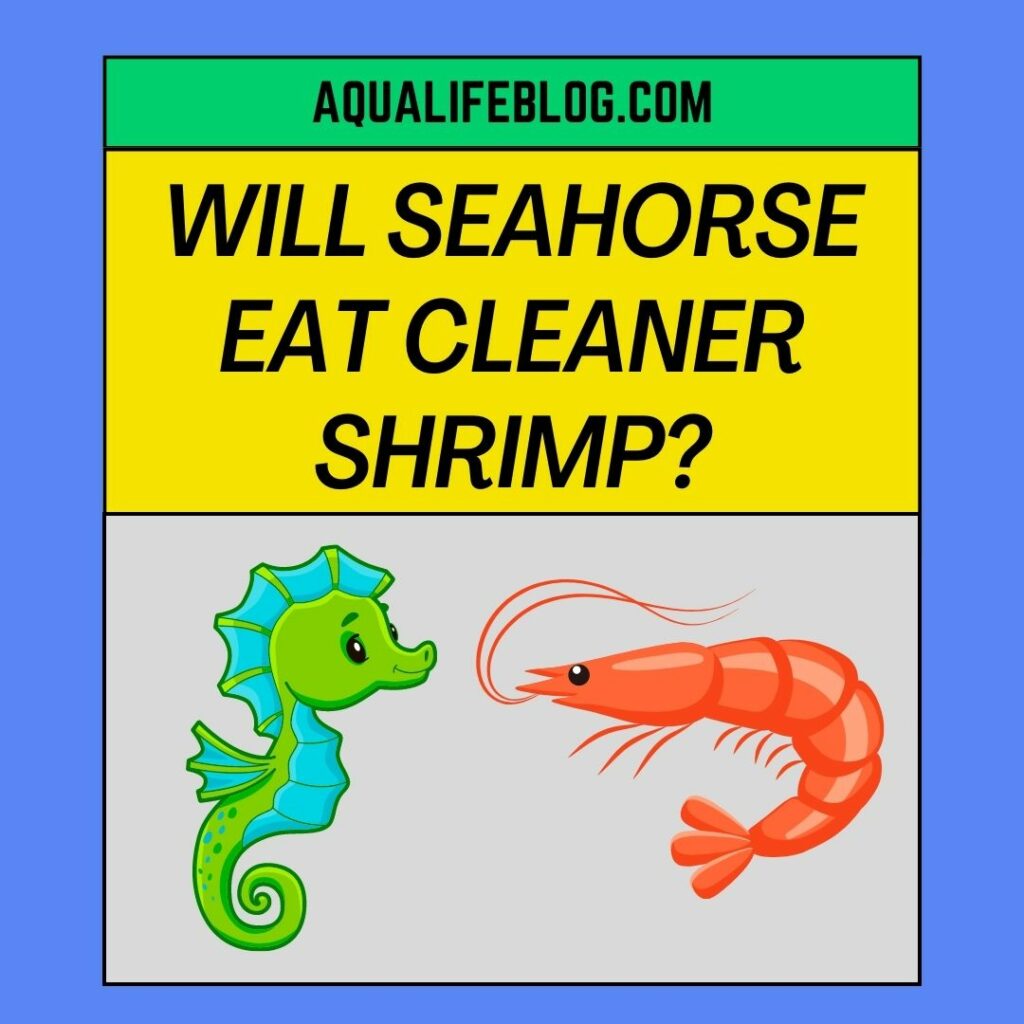 Will Seahorse Eat Cleaner Shrimp