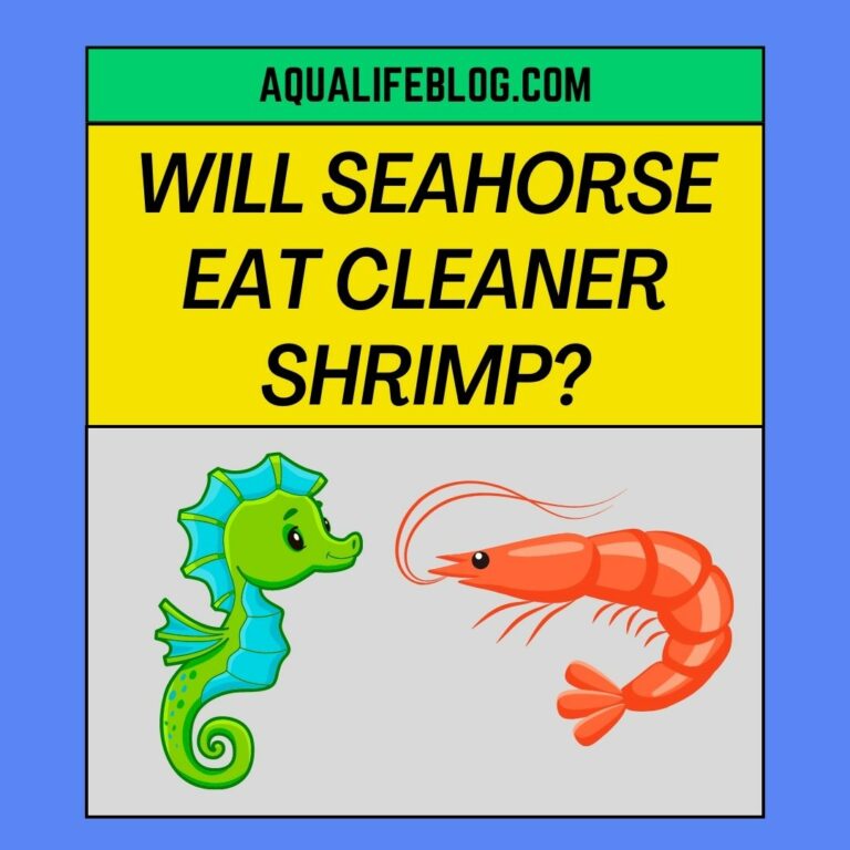 Will Seahorse Eat Cleaner Shrimp?