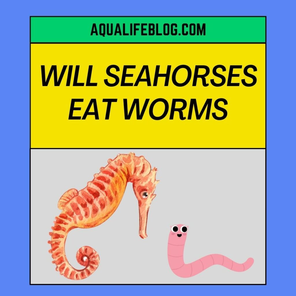 Will Seahorses Eat Worms