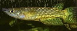 Are Golden wonder Killifish aggressive? 