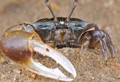 Can Turtle eat Fiddler Crab?