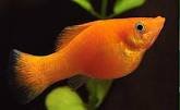 can platy fish and Swordtail fish breed?