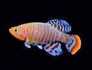 Can Killifish Live With shrimps? 