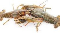 Can Crayfish kill each other?