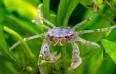 Can Thai Micro Crab live with Betta fish? 