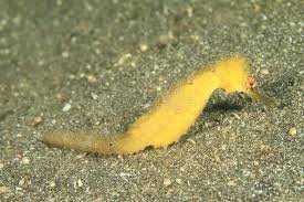 how long can seahorse go without eating (why is my seahorse not eating?)
