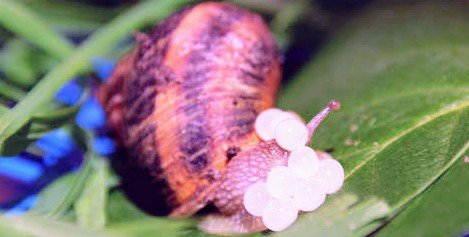How to tell if a snail is pregnant