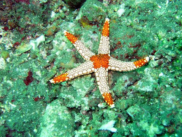 Will Puffer fish eat starfish? 