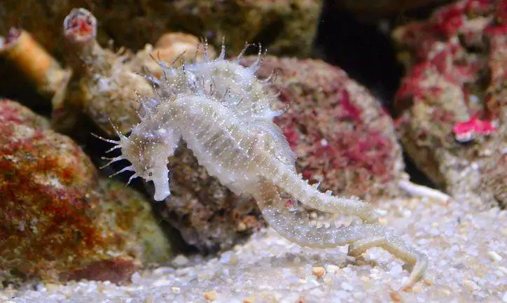 Can Dwarf Seahorse Eat Frozen Foods? 