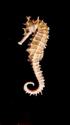 Do Seahorses need a filter? 