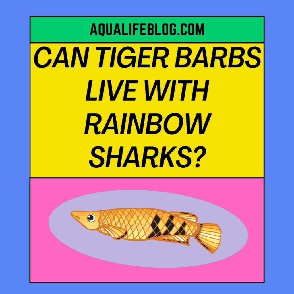 Can Tiger Barbs live with Rainbow Sharks