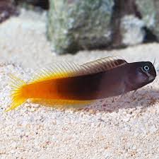 how long do blenny fish live?