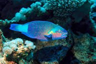 Do Parrotfish dig holes? 2 reasons why they do