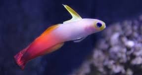 why is my Firefish Hiding? 4 reasons explained