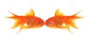 Why do Goldfish kiss? 