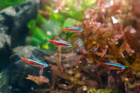 Are Neon Tetras Cannibals?