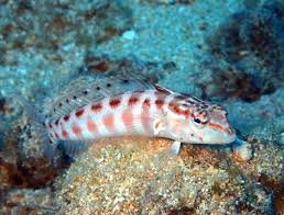 Can you eat Starry Blenny? 