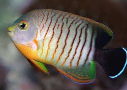 Can 2 Dwarf Angelfish Live Together? 