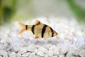 do tiger Barbs eat snails?