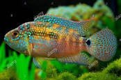 Can Tiger Barbs live with Jack Dempsey?