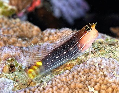 Why is my Blenny fish turning white? 