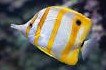 Can Butterflyfish Get Ich? 