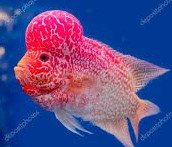 Can Flowerhorn live with Parrotfish? 