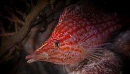 Can Hawkfish live together? 