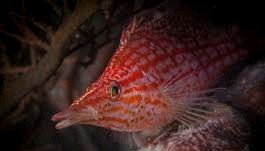 Can Hawkfish Jump? 