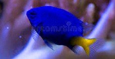 Do Damselfish Jump? 