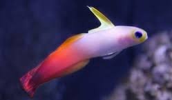 Do Firefish Eat Pellets? 