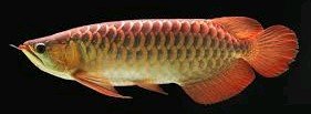 Can Flowerhorn Live With Arowana