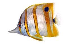 Can Butterflyfish Live Together? 