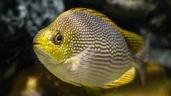 Is Rabbitfish edible? 