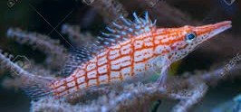 What do Hawkfish eat? 