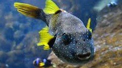 Why do puffer fish change color? 