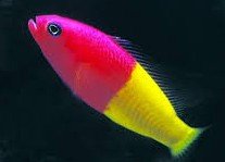can Dottyback live with Clownfish?
