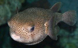 Why do Pufferfish Make Noise? 